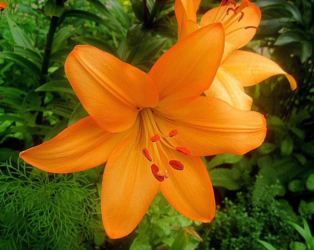 Ли.. - Елена Семигина