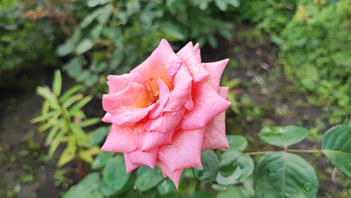 ,,, - Сергей Тимоновский