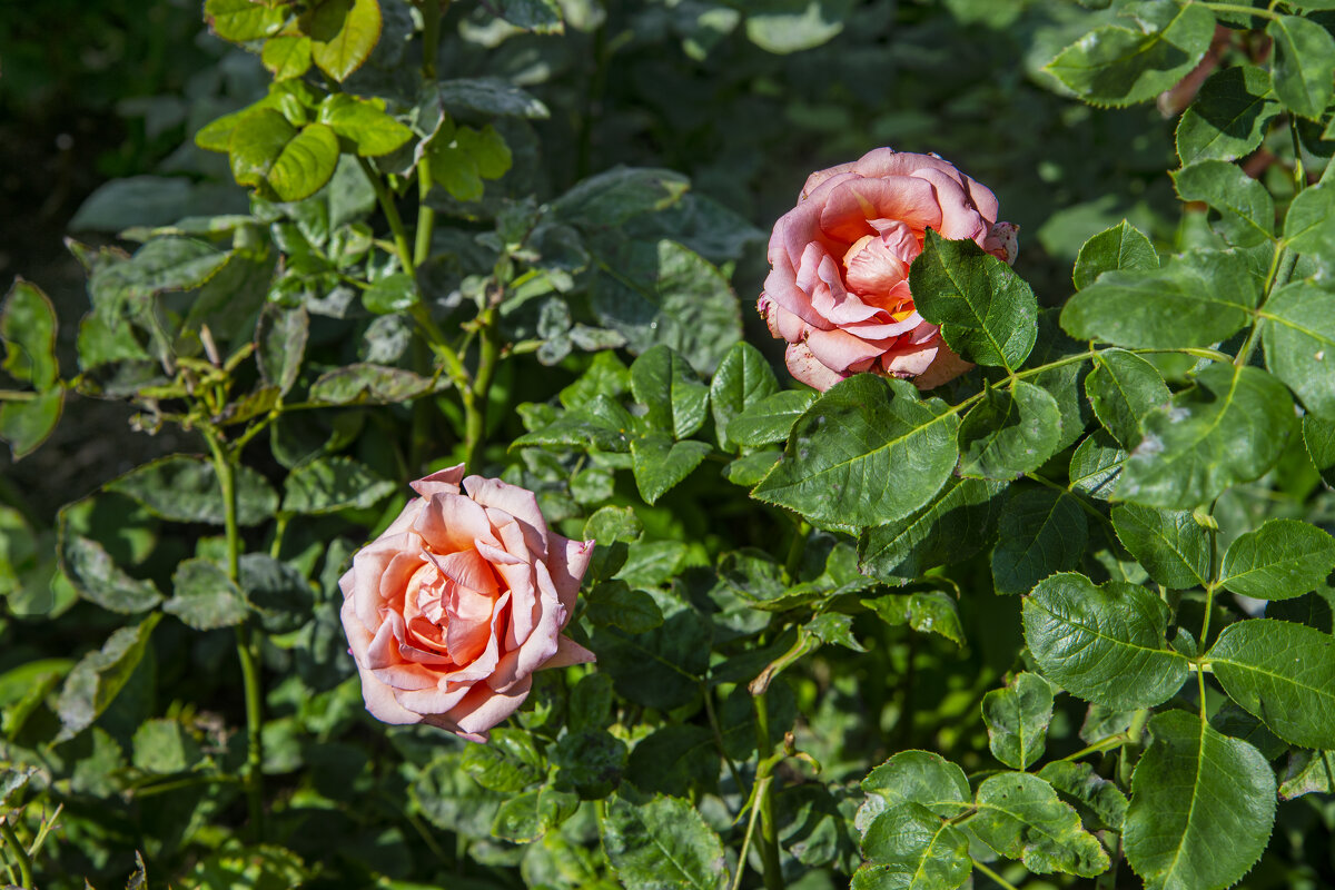 Розы - Анатолий Чикчирный