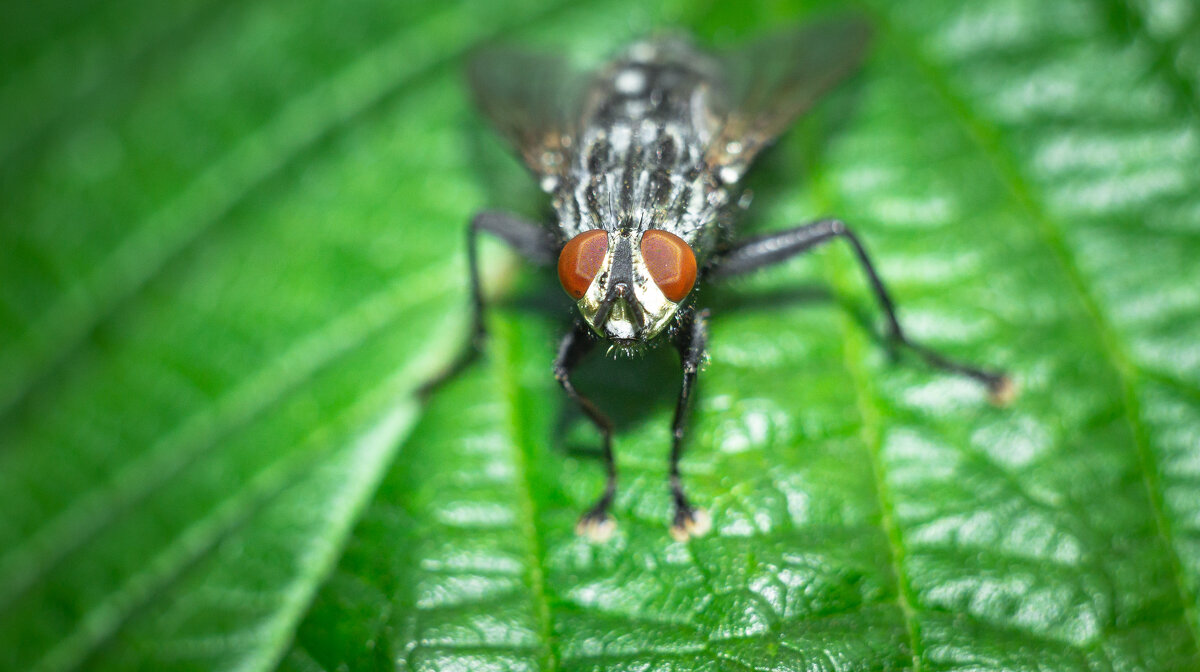 A fly on a leaf | 3 - Sergey Sonvar