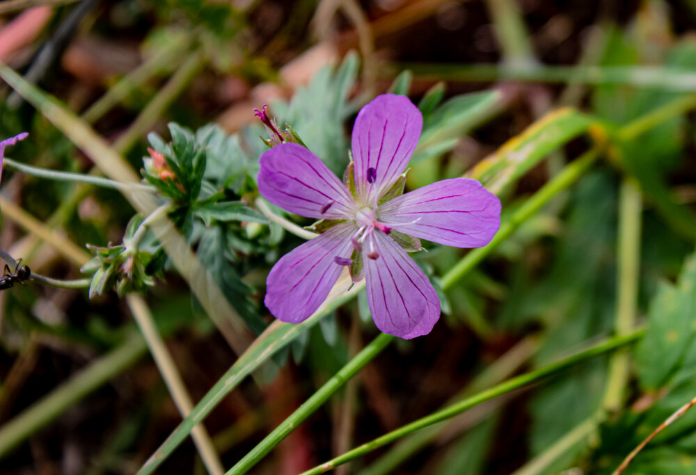 Герань лесная - Светлана SvetNika17