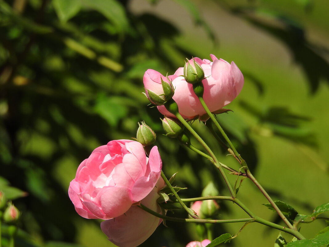 розы - ИННА ПОРОХОВА