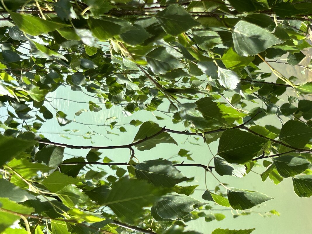 Оттенки зеленого - Натали 