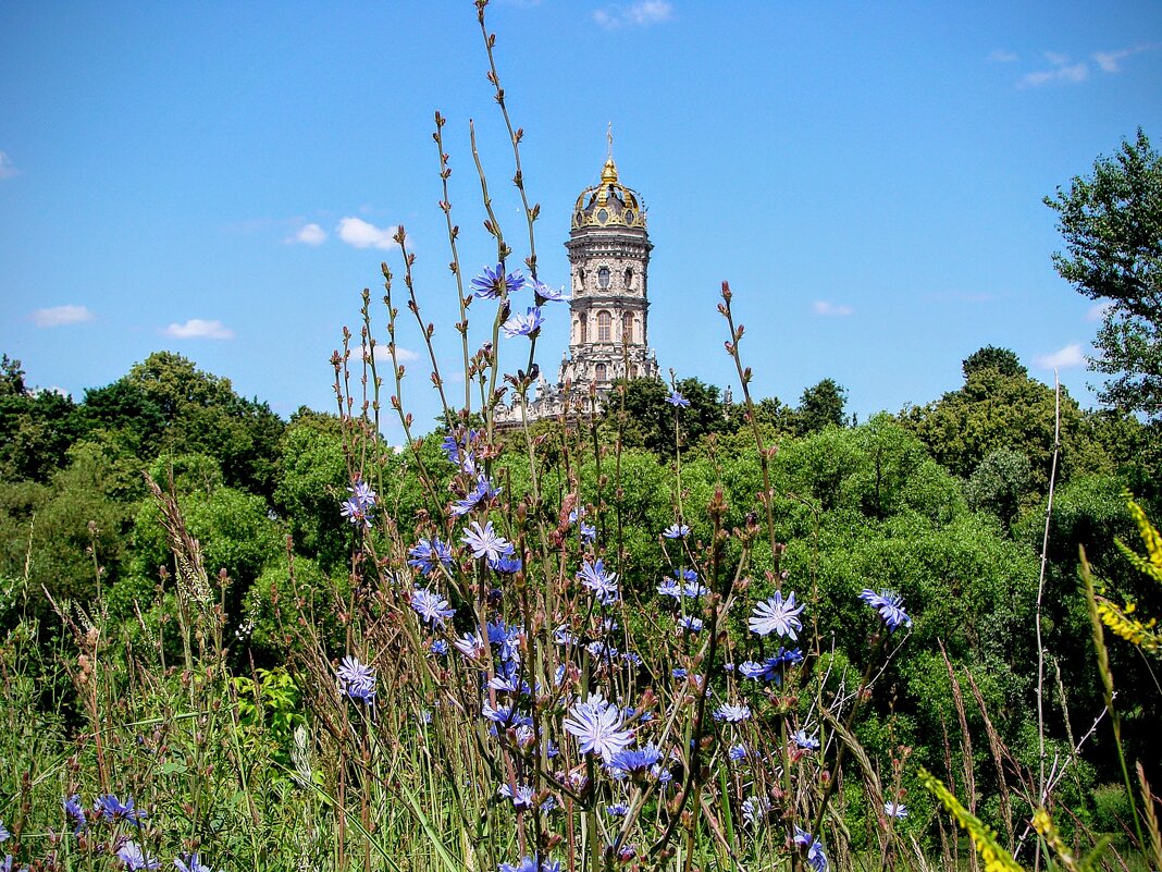 Цикорий на фоне Знаменской церкви,,, - Анатолий Колосов