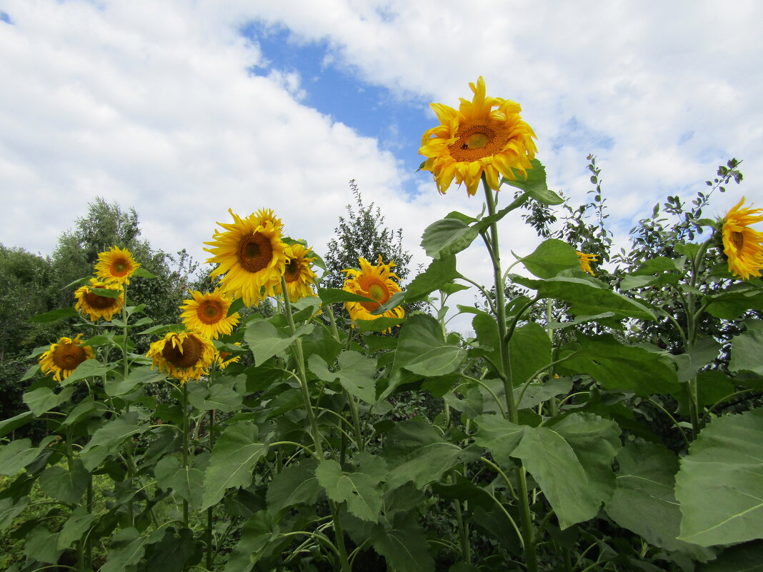 К солнышку - Galaelina *** К солнышку - Galaelina ***