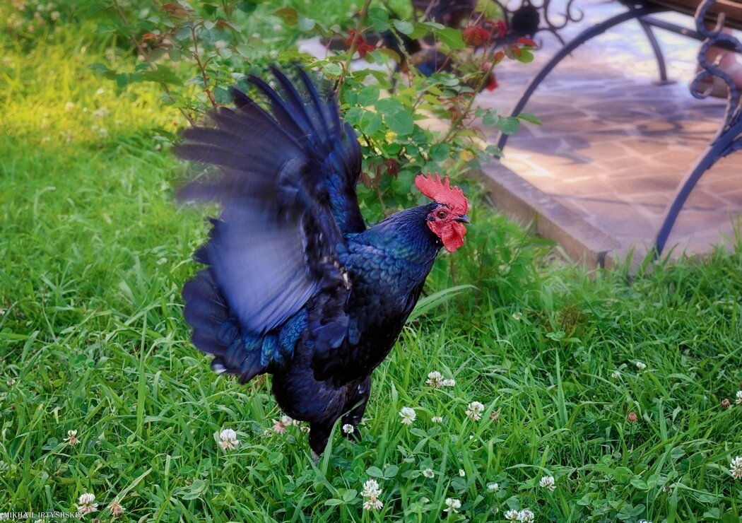 А мне летааать охота! - Mikhail Irtyshskiy А мне летааать охота! - Mikhail Irtyshskiy