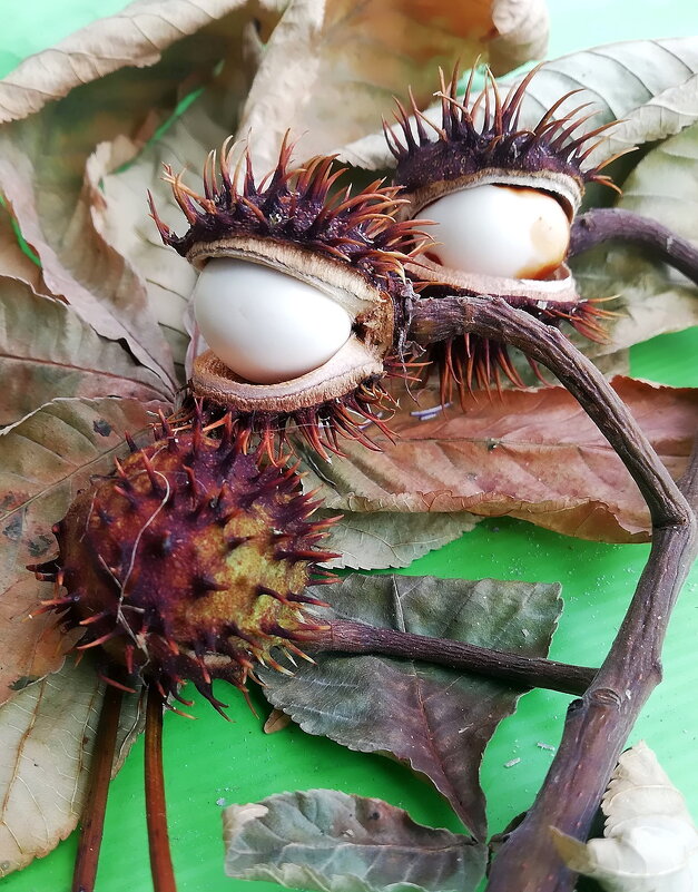 Засохшая ветка каштана с плодами. - Ольга Довженко