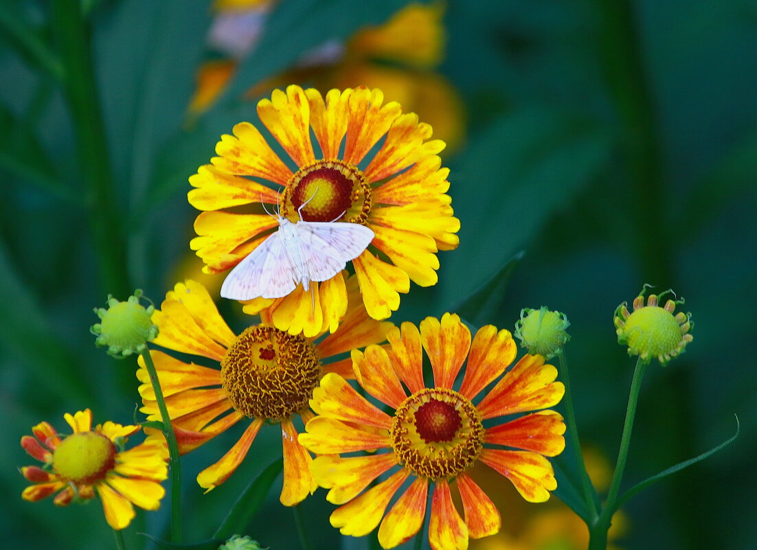 краски августа... - Andrey Bragin краски августа... - Andrey Bragin