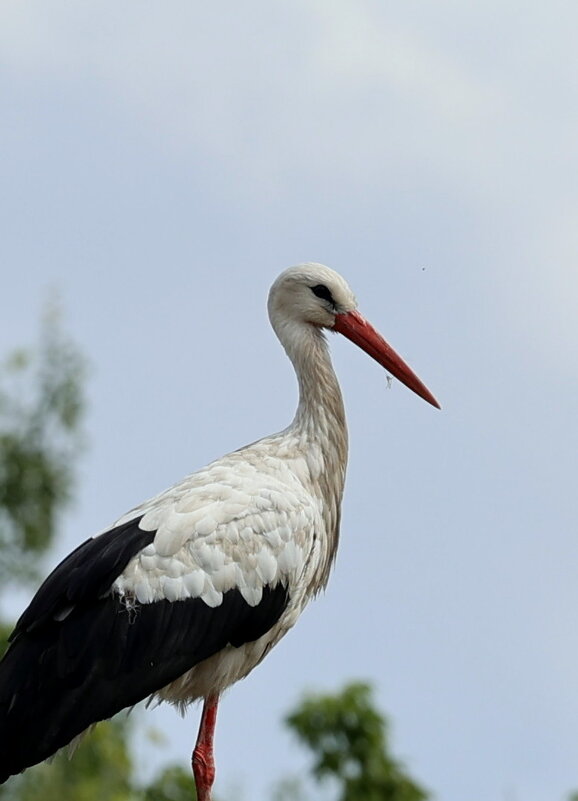 Портрет - Александр Кондаков Портрет - Александр Кондаков