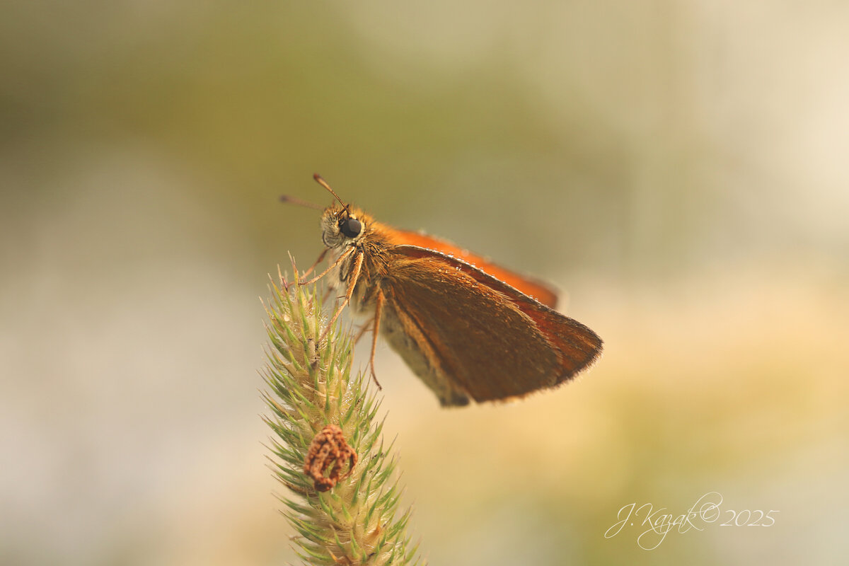 *** - Елена Kазак (selena1965) *** - Елена Kазак (selena1965)