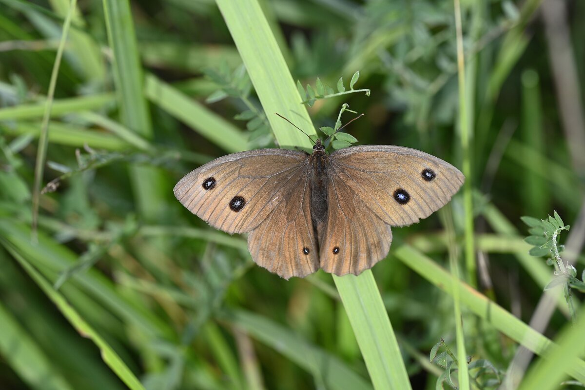 Бархатница - Ольга 