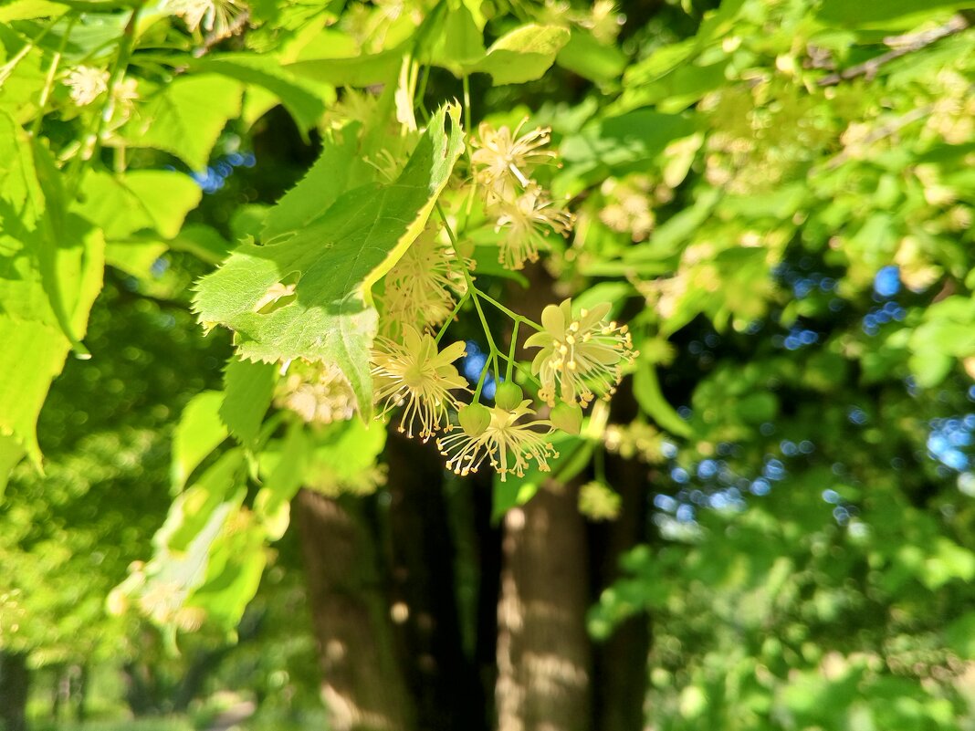 Липа - Сапсан 