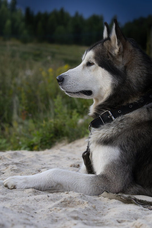 Ярик. - leff Postnov