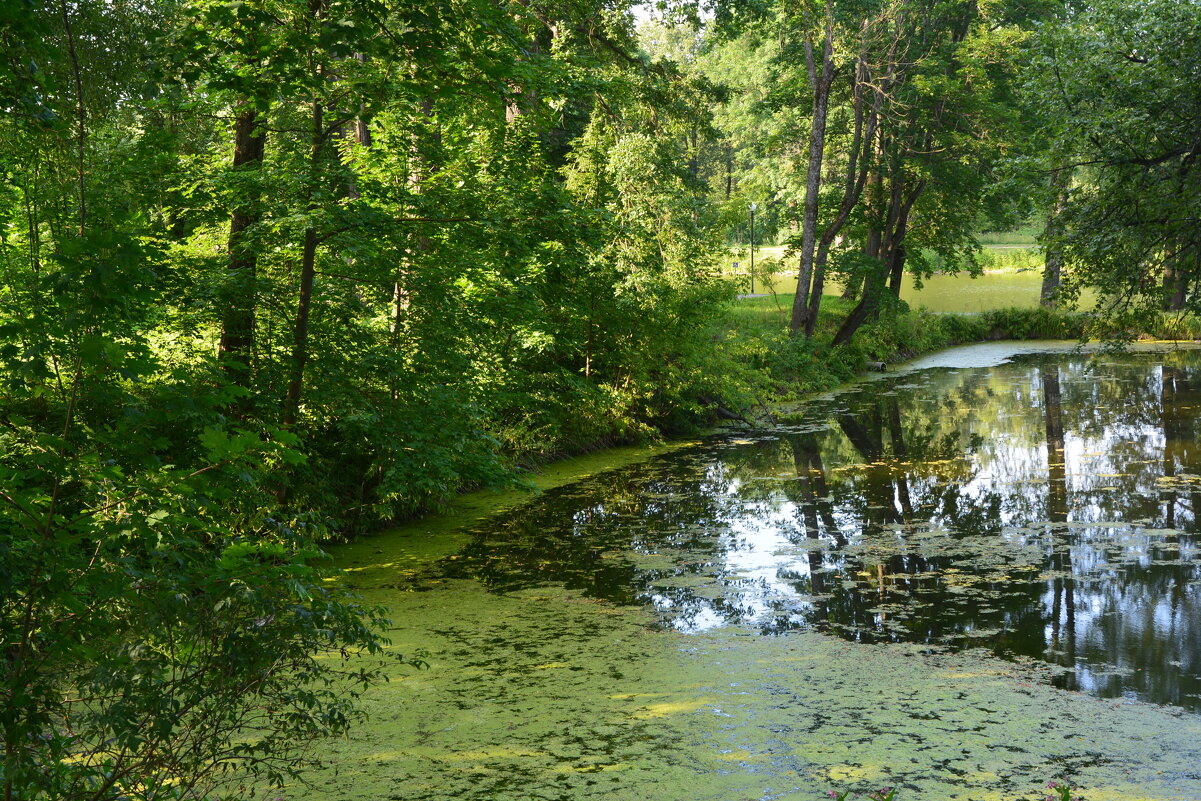 Тишина над прудом - Александр Буянов Тишина над прудом - Александр Буянов
