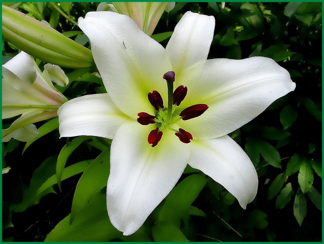 Принцесса солнечного лета. - Ольга Довженко