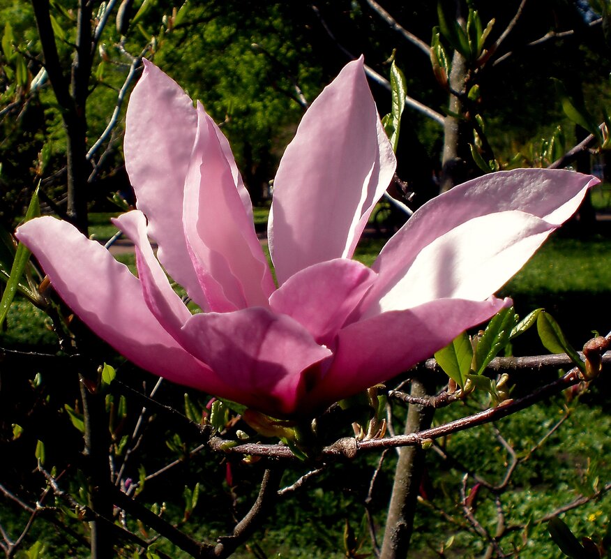 Цветок - Роман Савоцкий