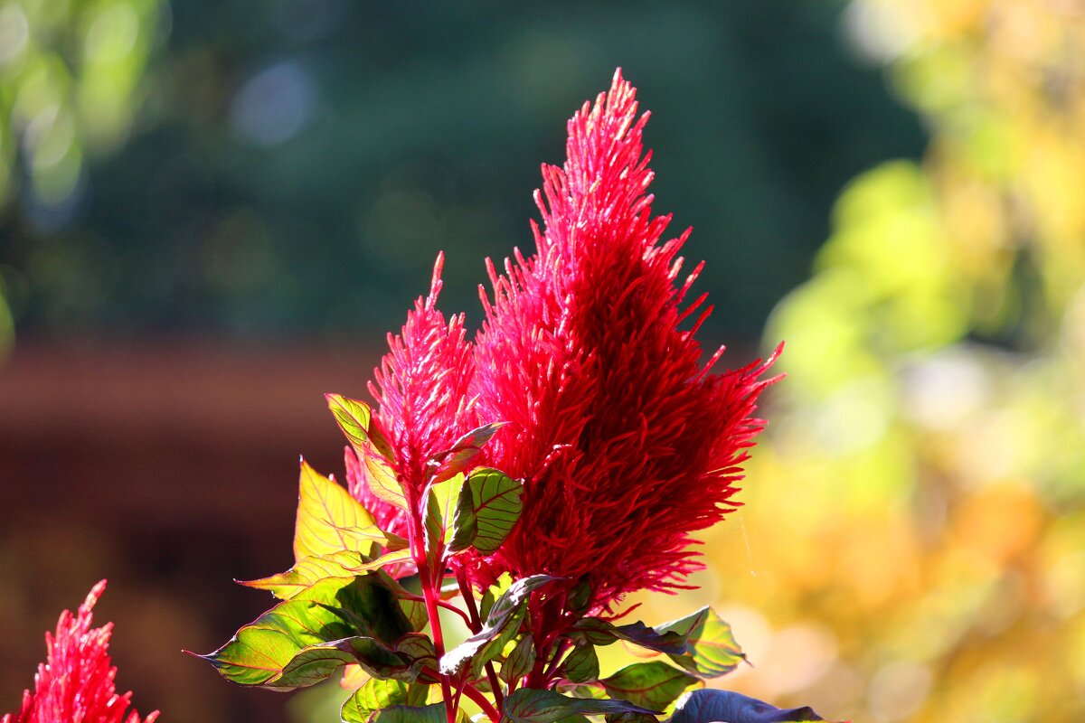 Целозия - Андрей Л. В. Целозия - Андрей Л. В.