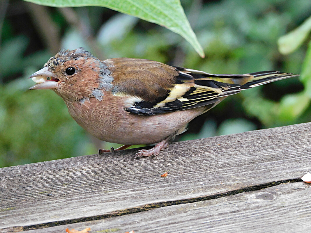 Зяблик - Лина Зяблик - Лина