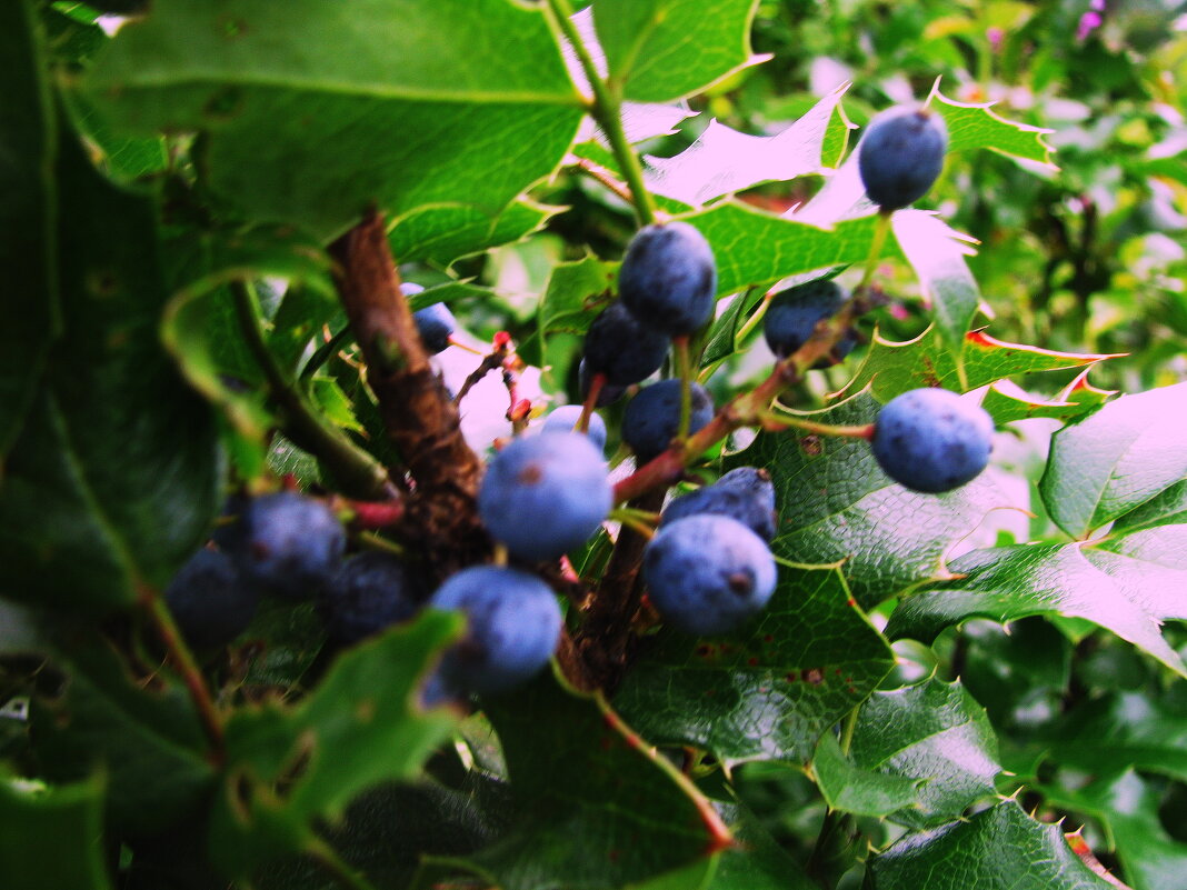 Плоды магонии - Людмила Смородинская