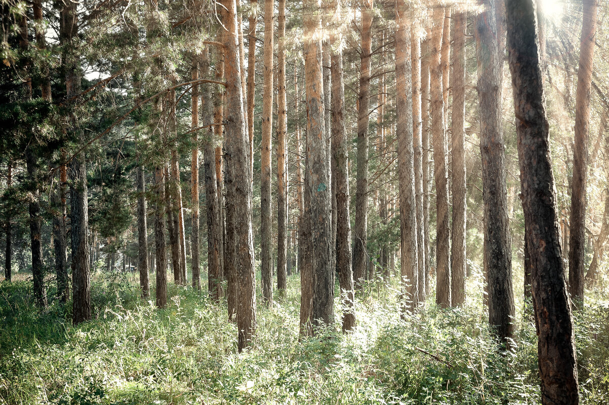Хоровод сосен - Галина Муха