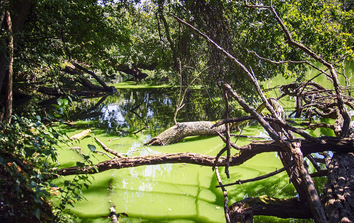 У лесного озера - Андроник Александр 