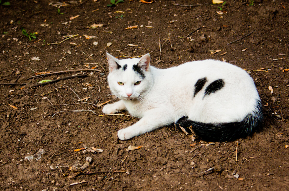 Ничья - Галина Муха