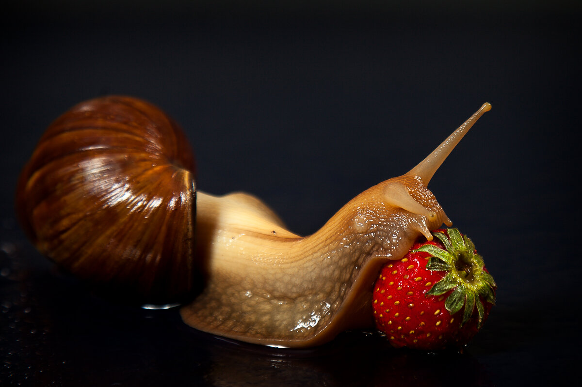 Клубничка - Галина Муха Клубничка - Галина Муха