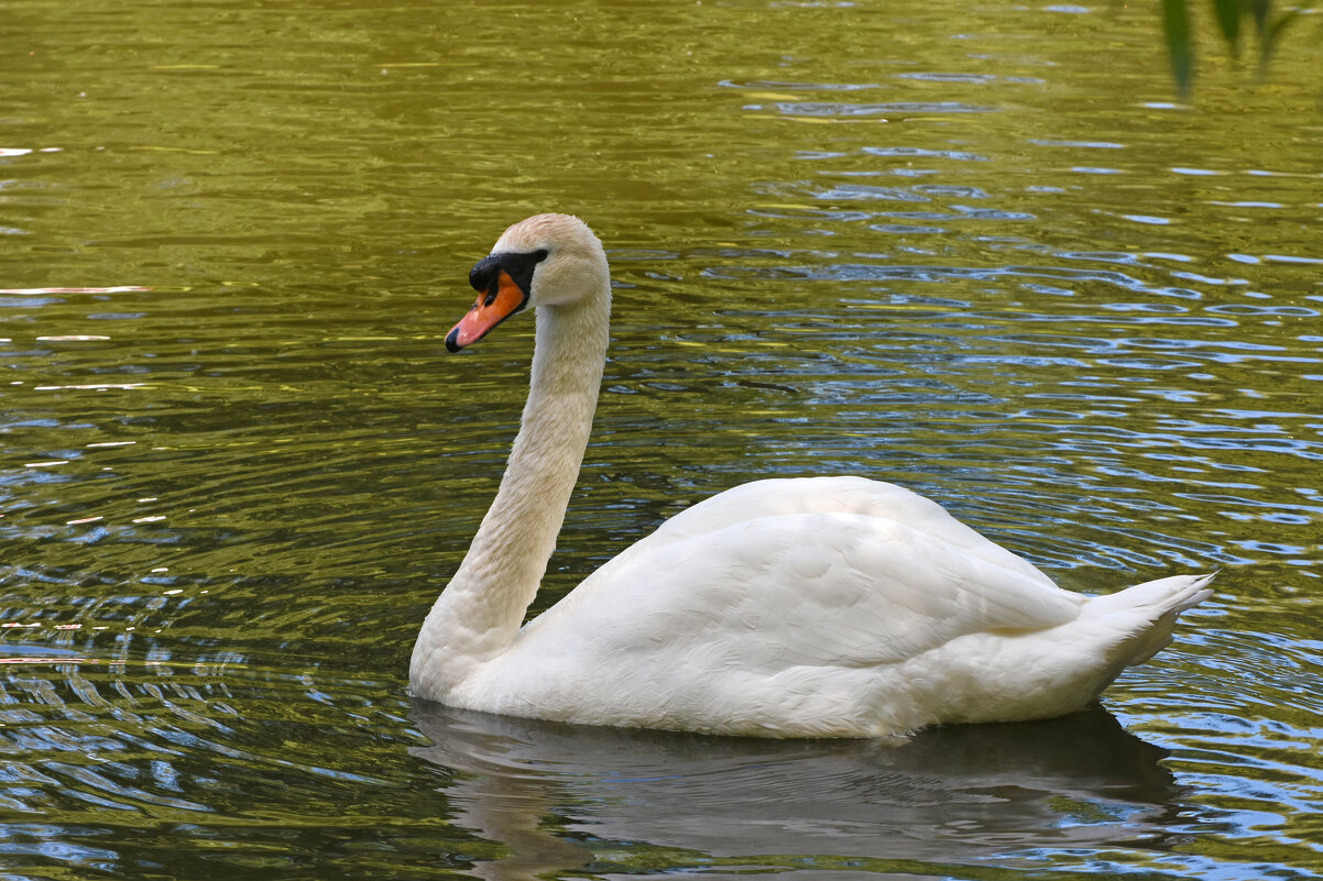 Москва. Сад будущего. Белый лебедь. - Наташа *****
