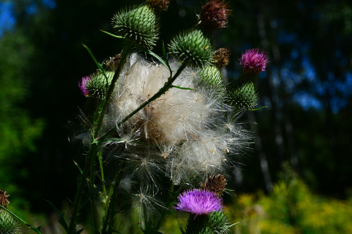 Полевая зарисовка. - Михаил Колосов 