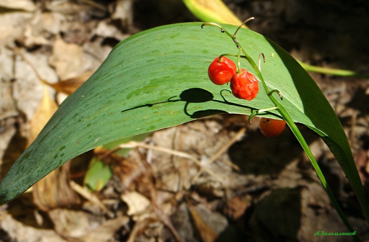 Всё ближе осень... - Андрей Заломленков