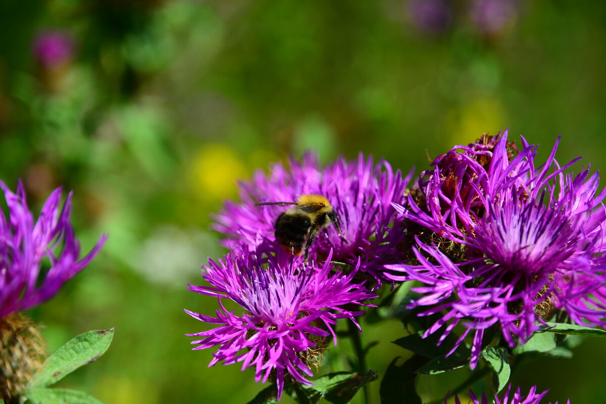 Сбор нектара. - Михаил Колосов 