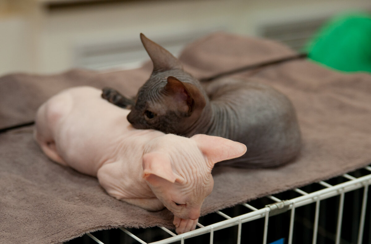 Выставка кошек - Андрей 