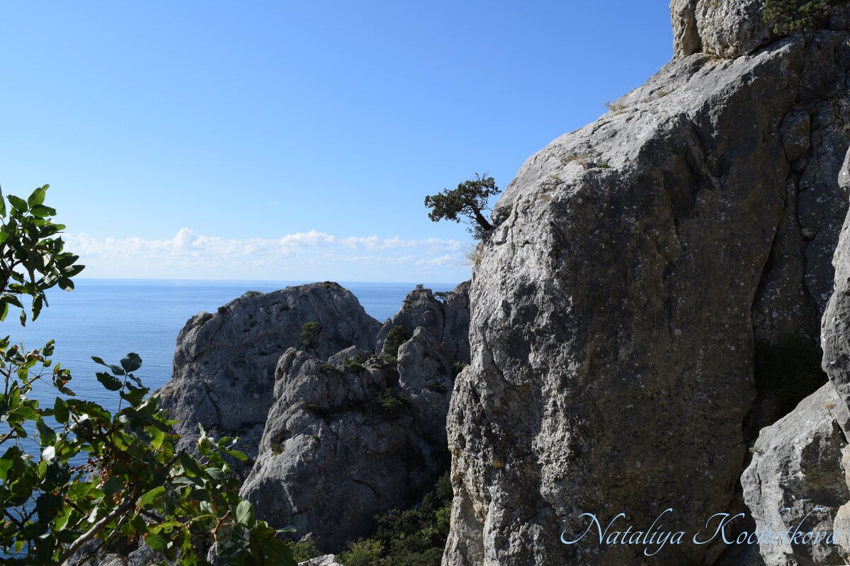 Природа Крыма - Amazing Cosmea