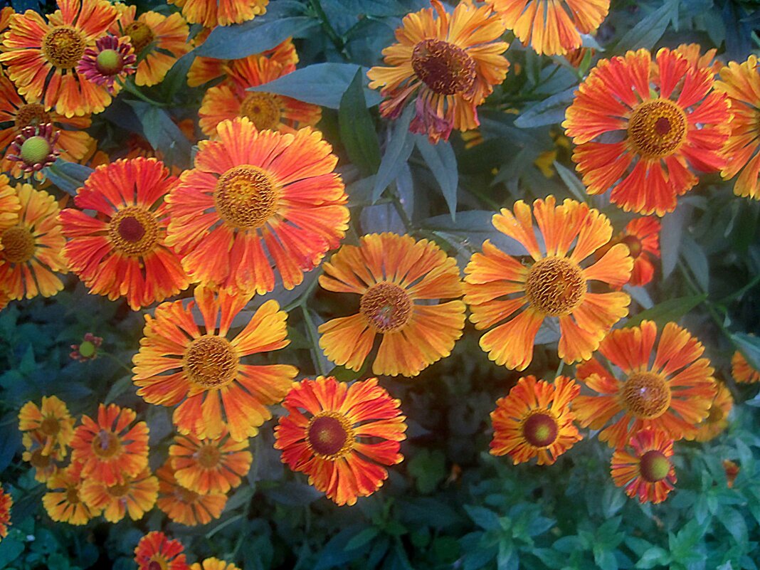 Цветы лета - Елена Семигина