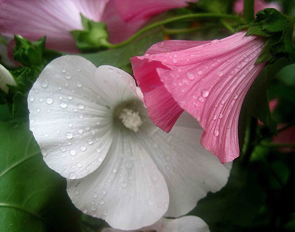 Лаватера после дождя - Елена Семигина