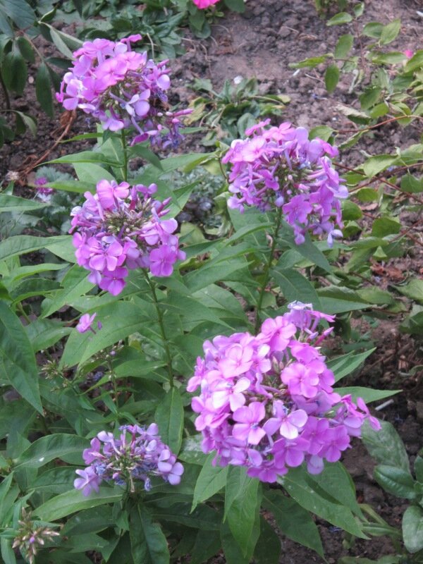 Флоксы - Дмитрий Никитин