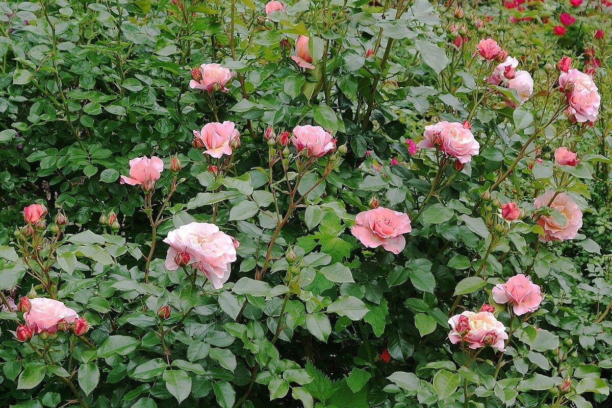 Розы - Рита Симонова