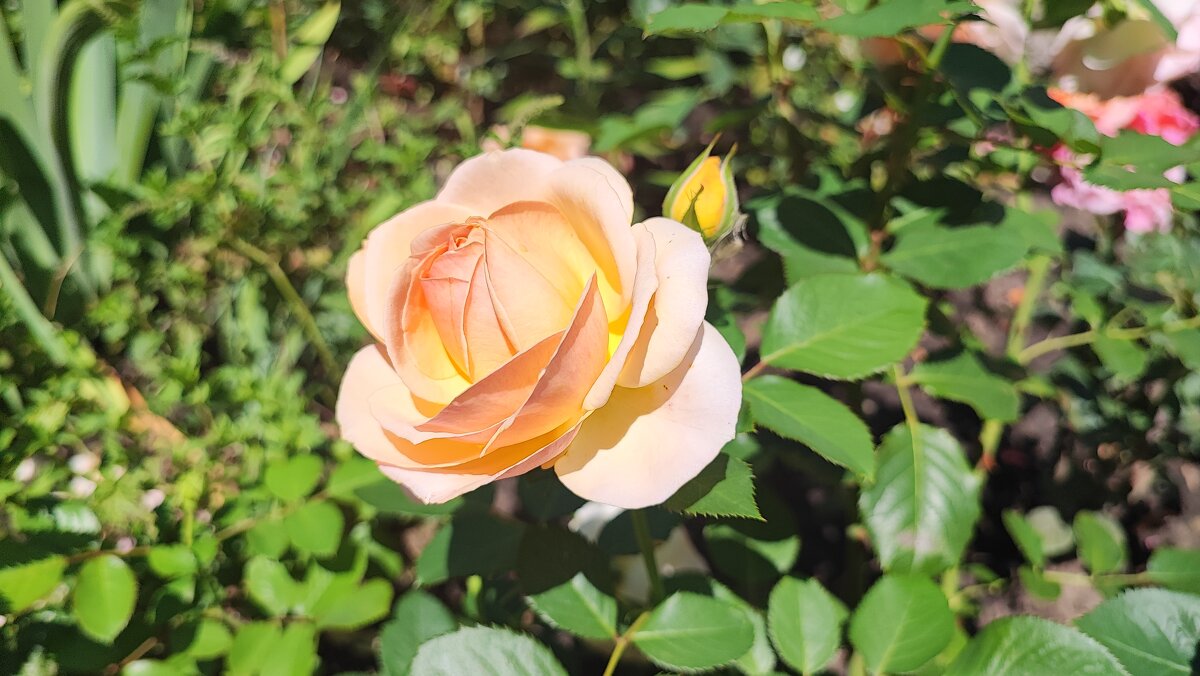 ,,, - Сергей Тимоновский ,,, - Сергей Тимоновский