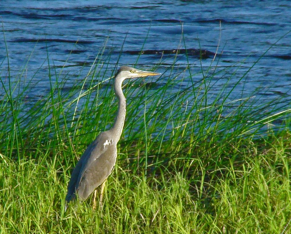 серая цапля - gawrilа - dan