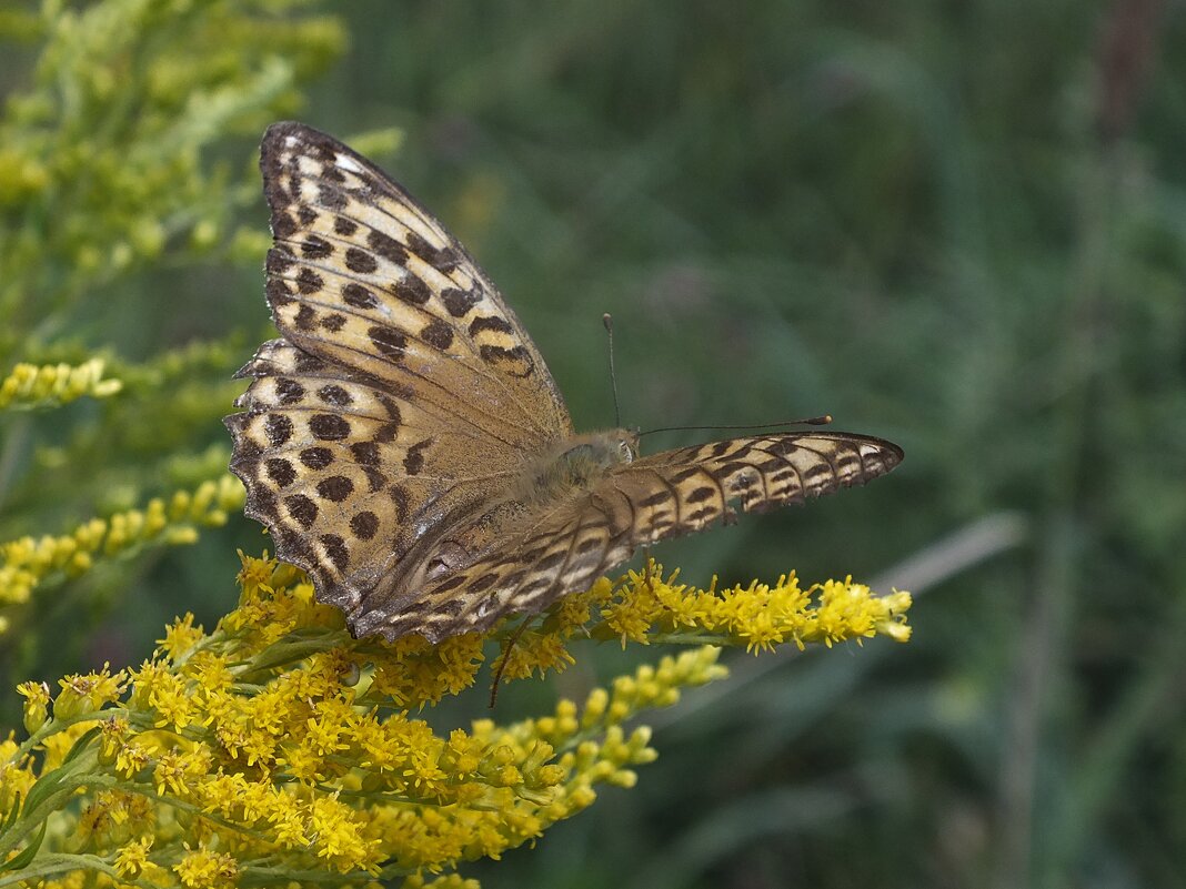 ** - Зоя Мишина