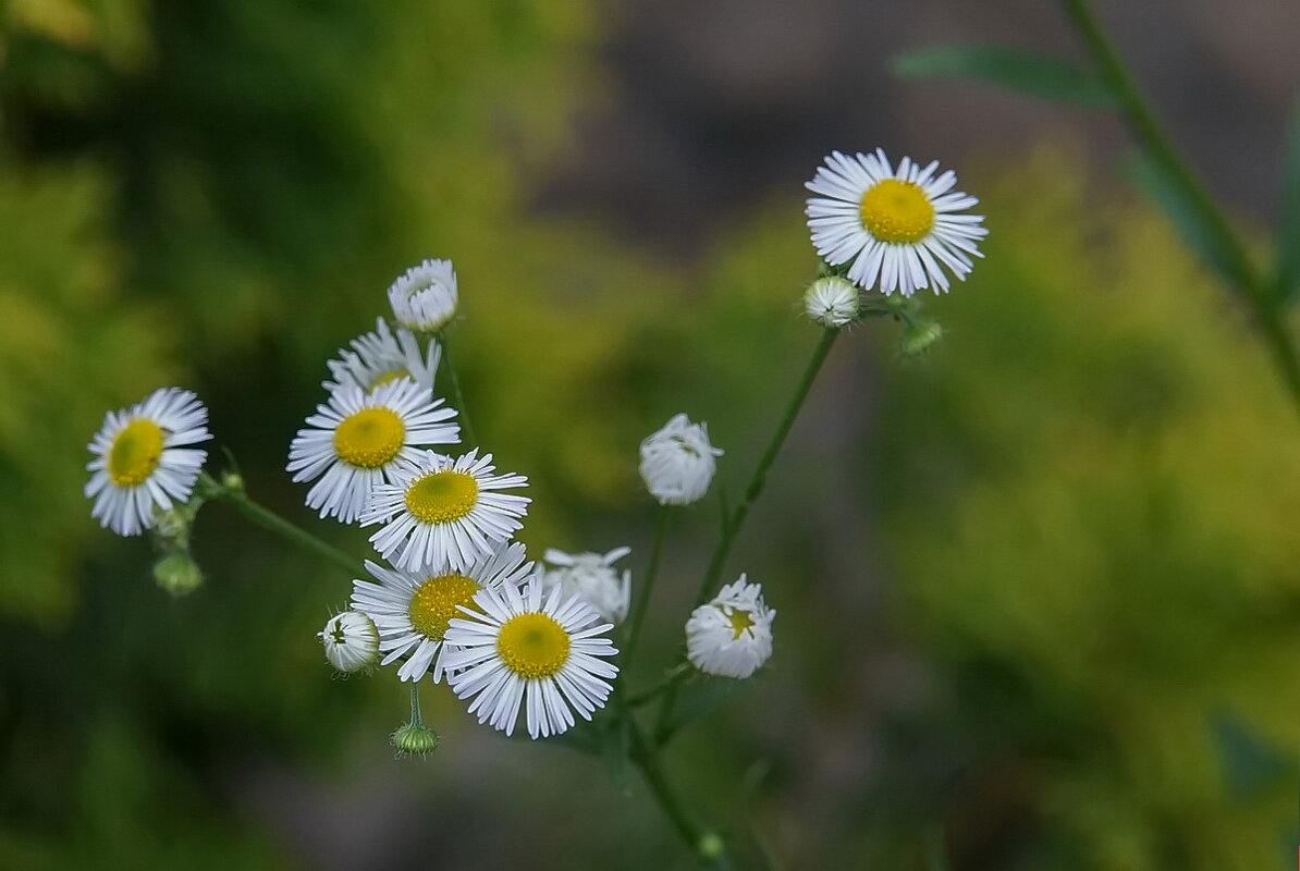 О красоте природы...3 - Николай Саржанов О красоте природы...3 - Николай Саржанов