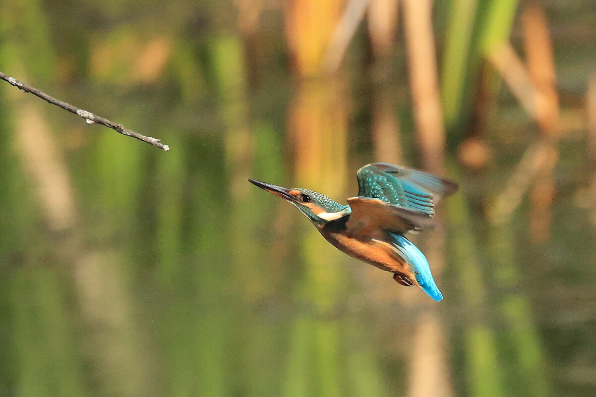 Её величество собственной персоной... - Владилен Панченко