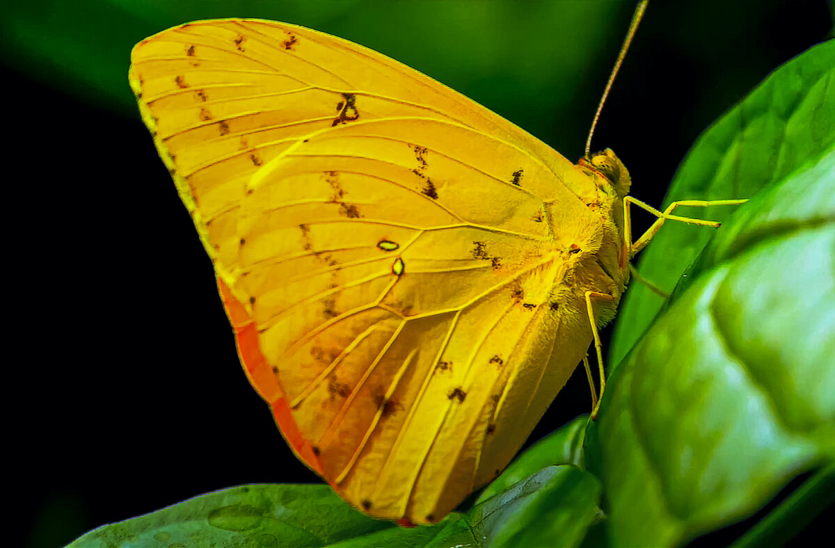 Крушинница — дневная бабочка - Aleksey Afonin