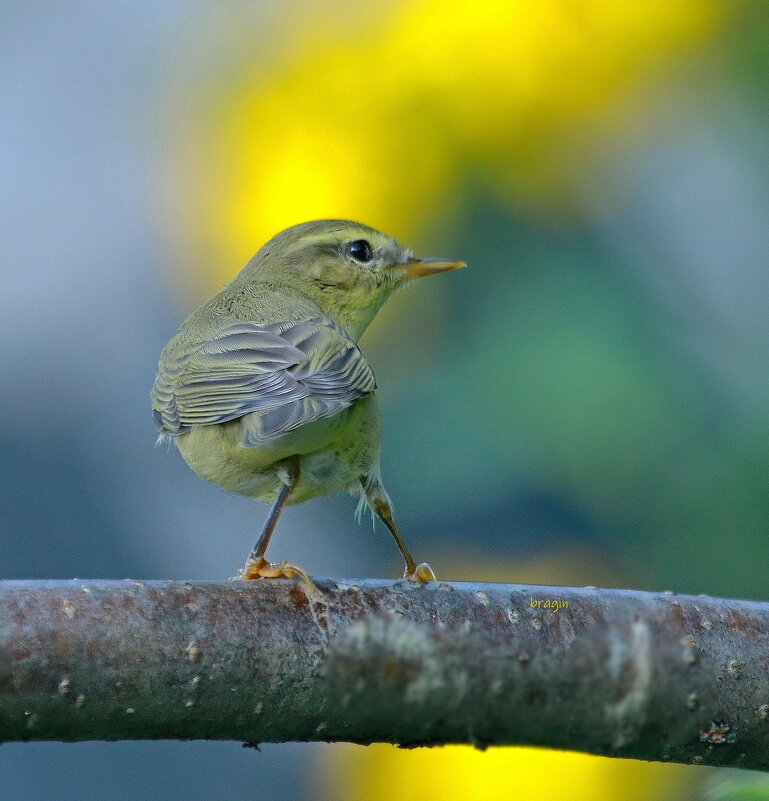 ТАНГО садовой камышовки ... - Andrey Bragin 