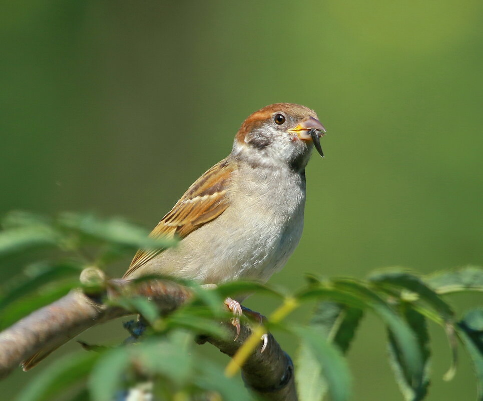 надо бросать курить ... ! - Andrey Bragin надо бросать курить ... ! - Andrey Bragin