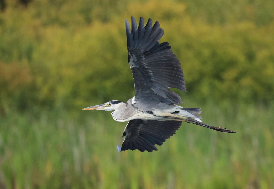 Летела птица... - Владилен Панченко