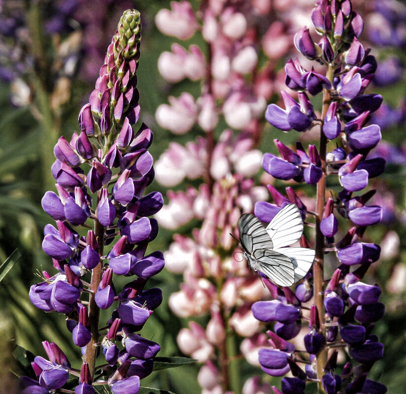 Пёстрое. Летнее ;-) - Алексей Пышненко Пёстрое. Летнее ;-) - Алексей Пышненко