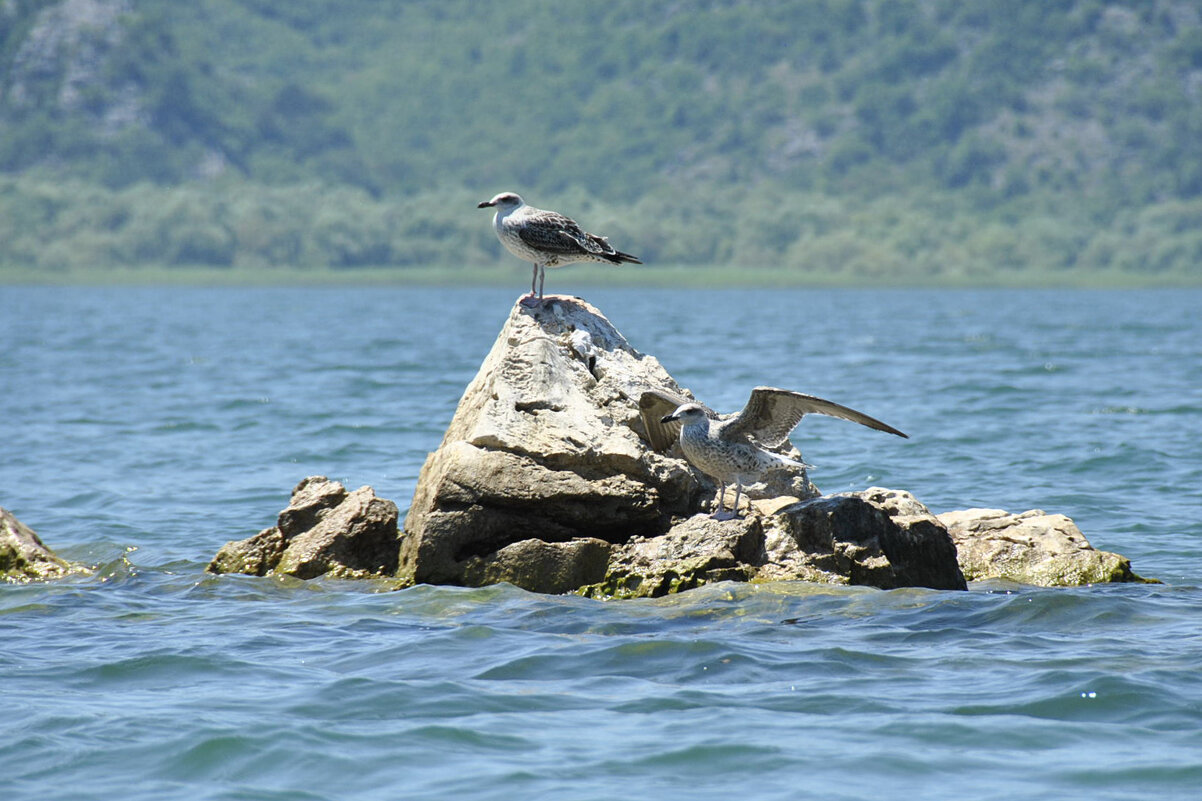 *** - Марина Виноградова