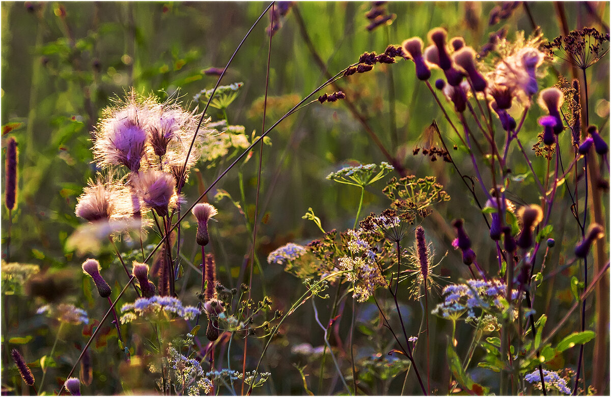 Картинка августа - Валентин Котляров