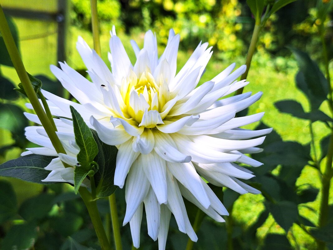 Георгин - Наталья 